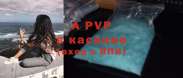 сатива Новозыбков